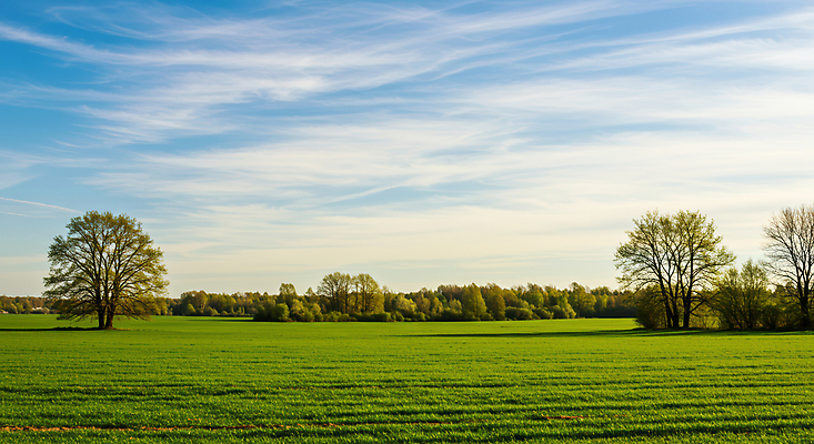 JPG 나무 구름 편집이미지 하늘색 하늘 풍경 잔디 초원 사람없음 초록색 고요 봄 편집실사 AI포토 AI콘텐츠 자연요소 식물 계절 컬러 파란색 CG 파일형식