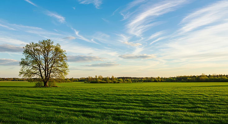 JPG 나무 구름 편집이미지 하늘색 하늘 풍경 잔디 초원 사람없음 초록색 고요 봄 편집실사 AI포토 AI콘텐츠 자연요소 식물 계절 컬러 파란색 CG 파일형식