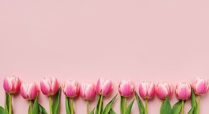 JPG 편집이미지 분홍색 잎 꽃백그라운드 사람없음 봄 튤립 카피스페이스 편집실사 AI포토 AI콘텐츠 식물 계절 꽃 컬러 백그라운드 공백 CG 파일형식