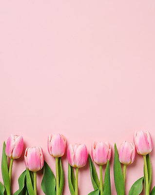 JPG 편집이미지 분홍색 잎 꽃백그라운드 사람없음 봄 튤립 카피스페이스 편집실사 AI포토 AI콘텐츠 식물 계절 꽃 컬러 백그라운드 공백 CG 파일형식