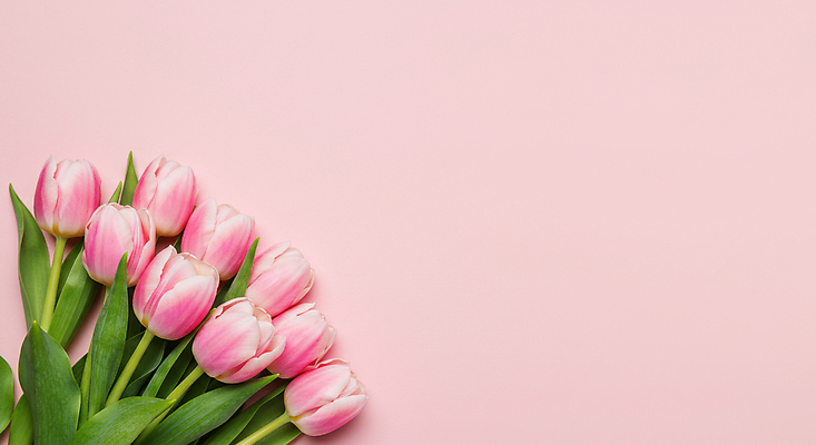 JPG 편집이미지 분홍색 잎 꽃백그라운드 사람없음 봄 튤립 카피스페이스 편집실사 AI포토 AI콘텐츠 식물 계절 꽃 컬러 백그라운드 공백 CG 파일형식