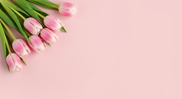 JPG 편집이미지 분홍색 잎 꽃백그라운드 사람없음 봄 튤립 카피스페이스 편집실사 AI포토 AI콘텐츠 식물 계절 꽃 컬러 백그라운드 공백 CG 파일형식