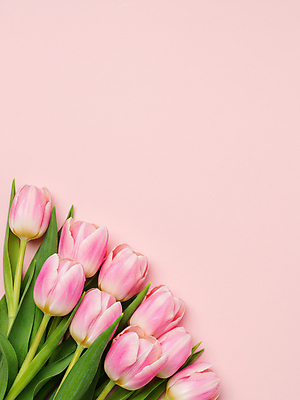 JPG 편집이미지 분홍색 잎 꽃백그라운드 사람없음 봄 튤립 카피스페이스 편집실사 AI포토 AI콘텐츠 식물 계절 꽃 컬러 백그라운드 공백 CG 파일형식
