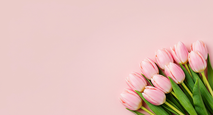 JPG 편집이미지 분홍색 잎 꽃백그라운드 사람없음 봄 튤립 카피스페이스 편집실사 AI포토 AI콘텐츠 식물 계절 꽃 컬러 백그라운드 공백 CG 파일형식