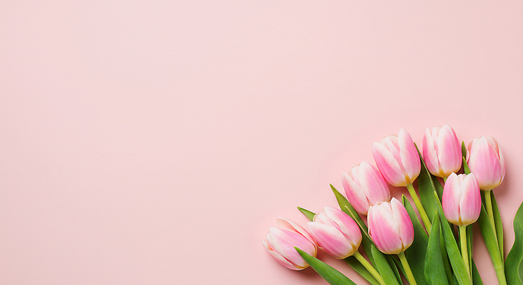 JPG 편집이미지 분홍색 잎 꽃백그라운드 사람없음 봄 튤립 카피스페이스 편집실사 AI포토 AI콘텐츠 식물 계절 꽃 컬러 백그라운드 공백 CG 파일형식