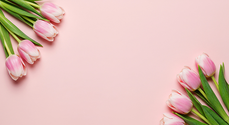 JPG 편집이미지 분홍색 잎 꽃백그라운드 사람없음 봄 튤립 카피스페이스 편집실사 AI포토 AI콘텐츠 식물 계절 꽃 컬러 백그라운드 공백 CG 파일형식