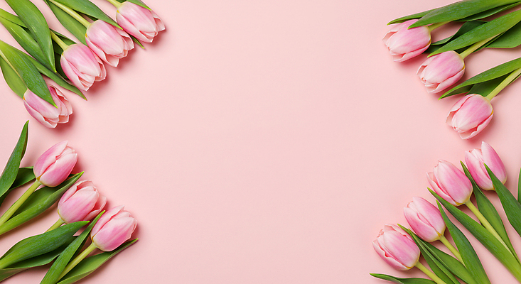 JPG 편집이미지 분홍색 잎 꽃백그라운드 사람없음 봄 튤립 꽃프레임 카피스페이스 편집실사 AI포토 AI콘텐츠 식물 계절 꽃 컬러 백그라운드 프레임 공백 CG 파일형식