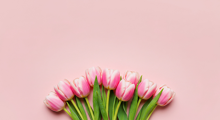 JPG 편집이미지 분홍색 잎 꽃백그라운드 사람없음 봄 튤립 카피스페이스 편집실사 AI포토 AI콘텐츠 식물 계절 꽃 컬러 백그라운드 공백 CG 파일형식