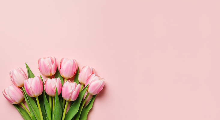 JPG 편집이미지 분홍색 잎 꽃백그라운드 사람없음 봄 튤립 카피스페이스 편집실사 AI포토 AI콘텐츠 식물 계절 꽃 컬러 백그라운드 공백 CG 파일형식