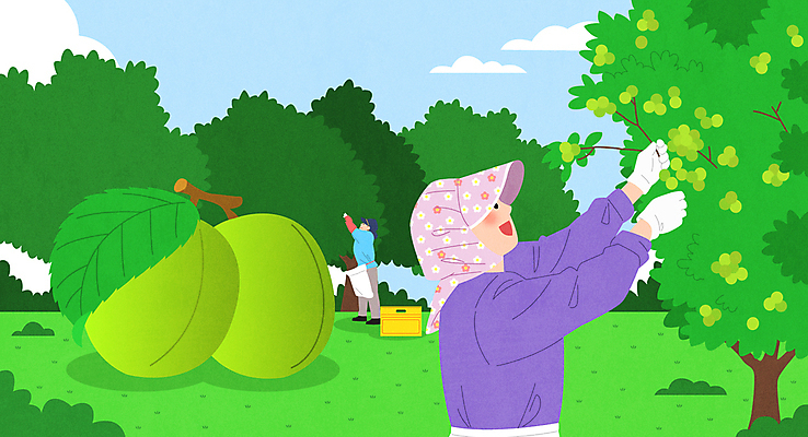 전신 구름 모자 여자 중년 일러스트 하늘 상반신 두명 농사 봄 수확 잡기 매실 매실나무 플라스틱박스 중년여자만 제철음식 국내일러스트 AI파일 자연요소 나무 잡화 계절 음식 농업 모션 사람 성인 상자 제철 여자만 중년만 파일형식 벡터