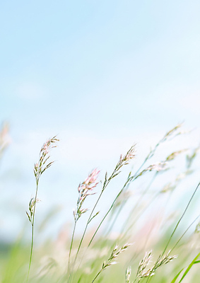 JPG 편집이미지 하늘색 하늘 사람없음 반짝임 햇빛 풀 감성 파스텔톤 화창 봄배경 편집실사 AI컴퓨터그래픽 AI콘텐츠 식물 컬러 백그라운드 컨셉 모션 날씨 파란색 태양 봄 CG 파일형식