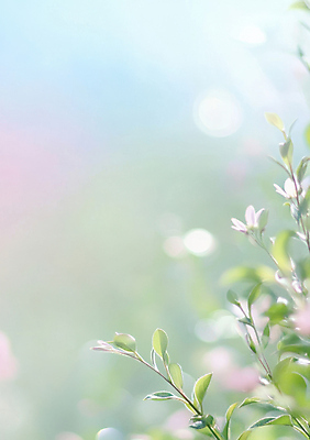 JPG 편집이미지 하늘 나뭇잎 사람없음 연두색 반짝임 햇빛 나뭇가지 보케 감성 파스텔톤 화창 봄배경 편집실사 AI컴퓨터그래픽 AI콘텐츠 나무 컬러 백그라운드 컨셉 잎 모션 날씨 초록색 태양 봄 CG 파일형식