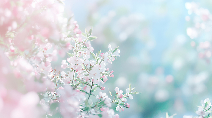 JPG 편집이미지 하늘색 하늘 사람없음 반짝임 햇빛 벚나무 감성 파스텔톤 화창 봄배경 편집실사 AI컴퓨터그래픽 AI콘텐츠 나무 컬러 백그라운드 컨셉 모션 날씨 파란색 태양 봄 벚꽃 CG 파일형식