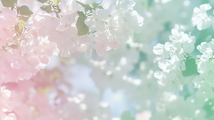JPG 편집이미지 분홍색 사람없음 초록색 반짝임 햇빛 벚꽃 감성 파스텔톤 화창 봄배경 편집실사 AI컴퓨터그래픽 AI콘텐츠 꽃 컬러 백그라운드 컨셉 모션 날씨 태양 봄 CG 파일형식