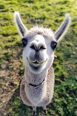 PSD 동물 편집이미지 자연 잔디 사람없음 햇빛 귀여움 알파카 이미지편집 편집실사 식물 컨셉 태양 CG 생태계 파일형식