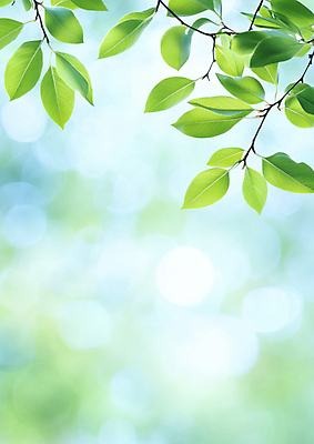 JPG 편집이미지 나뭇잎 사람없음 연두색 빛 햇빛 보케백그라운드 봄배경 편집실사 AI컴퓨터그래픽 AI콘텐츠 백그라운드 잎 초록색 태양 봄 CG 보케 파일형식