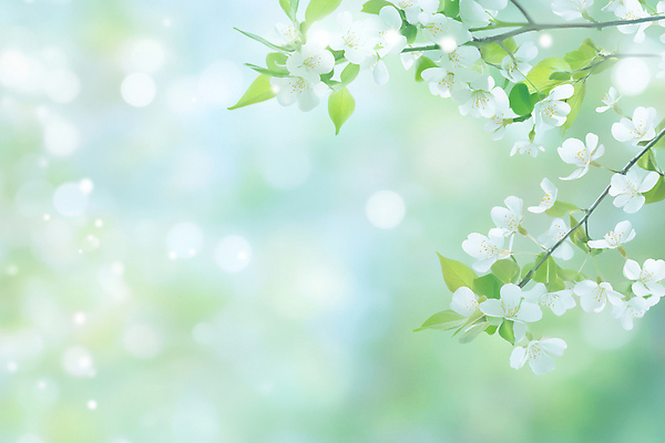 JPG 편집이미지 나뭇잎 꽃나무 사람없음 연두색 빛 햇빛 보케백그라운드 봄배경 편집실사 AI컴퓨터그래픽 AI콘텐츠 나무 꽃 백그라운드 잎 초록색 태양 봄 CG 보케 파일형식