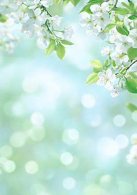 JPG 편집이미지 나뭇잎 꽃나무 사람없음 연두색 빛 햇빛 보케백그라운드 봄배경 편집실사 AI컴퓨터그래픽 AI콘텐츠 나무 꽃 백그라운드 잎 초록색 태양 봄 CG 보케 파일형식