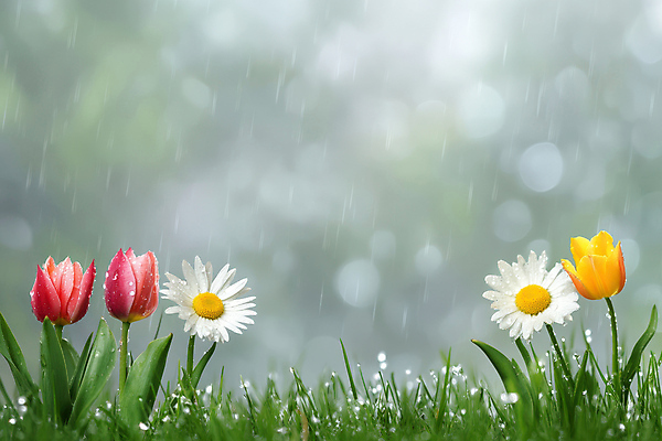 JPG 편집이미지 자연 잔디 사람없음 초록색 봄풍경 튤립 봄비 빗방울 데이지 보케 편집실사 AI포토 AI콘텐츠 식물 꽃 컬러 풍경 봄 비_날씨 CG 생태계 파일형식