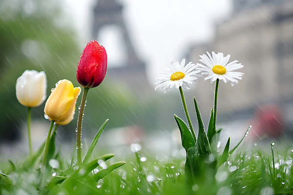 JPG 편집이미지 자연 잔디 사람없음 초록색 봄풍경 튤립 봄비 빗방울 데이지 편집실사 AI포토 AI콘텐츠 식물 꽃 컬러 풍경 봄 비_날씨 CG 생태계 파일형식