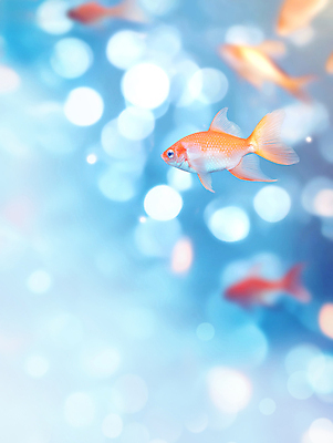 JPG 편집이미지 하늘색 밝음 사람없음 빛 햇빛 수중 수면 금붕어 보케 편집실사 AI포토 AI콘텐츠 어류 물 파란색 태양 CG 파일형식