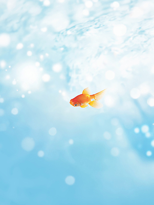 JPG 편집이미지 하늘색 밝음 사람없음 햇빛 수중 수면 금붕어 보케 편집실사 AI포토 AI콘텐츠 어류 물 파란색 태양 CG 파일형식