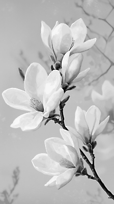 JPG 꽃잎 예술 일러스트 흑백 사람없음 봄풍경 회색 나뭇가지 우아함 목련 국내일러스트 AI일러스트 AI콘텐츠 나무 꽃 컬러 컨셉 촬영기법 풍경 봄 파일형식