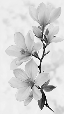 JPG 꽃잎 예술 일러스트 흑백 사람없음 봄풍경 회색 나뭇가지 우아함 목련 국내일러스트 AI일러스트 AI콘텐츠 나무 꽃 컬러 컨셉 촬영기법 풍경 봄 파일형식