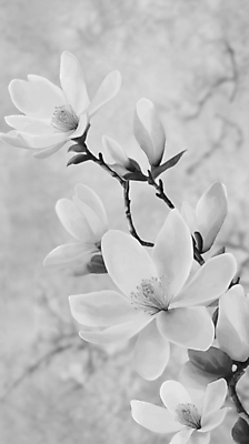 JPG 꽃잎 예술 일러스트 흑백 사람없음 봄풍경 회색 나뭇가지 우아함 목련 국내일러스트 AI일러스트 AI콘텐츠 나무 꽃 컬러 컨셉 촬영기법 풍경 봄 파일형식