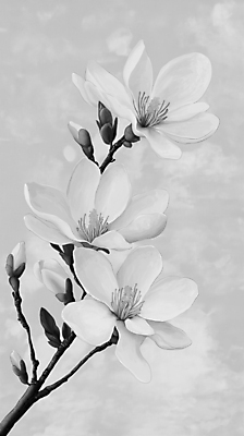 JPG 꽃잎 예술 일러스트 흑백 사람없음 봄풍경 회색 나뭇가지 우아함 목련 국내일러스트 AI일러스트 AI콘텐츠 나무 꽃 컬러 컨셉 촬영기법 풍경 봄 파일형식