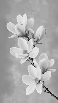 JPG 꽃잎 예술 일러스트 흑백 사람없음 봄풍경 회색 나뭇가지 우아함 목련 국내일러스트 AI일러스트 AI콘텐츠 나무 꽃 컬러 컨셉 촬영기법 풍경 봄 파일형식