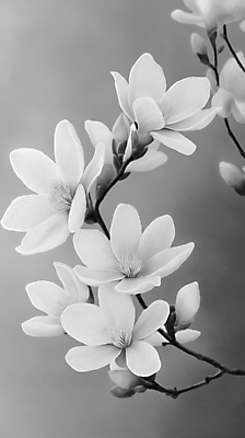 JPG 꽃잎 예술 일러스트 흑백 사람없음 봄풍경 회색 나뭇가지 우아함 목련 국내일러스트 AI일러스트 AI콘텐츠 나무 꽃 컬러 컨셉 촬영기법 풍경 봄 파일형식
