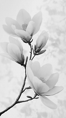 JPG 꽃잎 예술 일러스트 흑백 사람없음 봄풍경 회색 나뭇가지 우아함 목련 국내일러스트 AI일러스트 AI콘텐츠 나무 꽃 컬러 컨셉 촬영기법 풍경 봄 파일형식