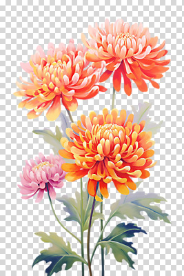 편집이미지 잎 국화 누끼 사람없음 주황색 PNG 편집소스 식물 꽃 컬러 파일형식