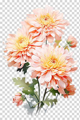 편집이미지 분홍색 잎 국화 누끼 사람없음 PNG 편집소스 식물 꽃 컬러 파일형식