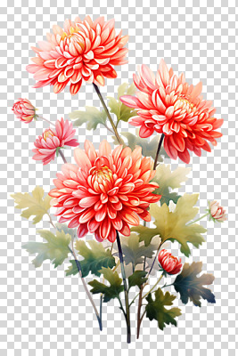 편집이미지 잎 국화 누끼 사람없음 빨간색 PNG 편집소스 식물 꽃 컬러 파일형식