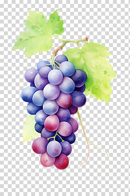 편집이미지 수채화 누끼 사람없음 보라색 포도송이 PNG 포도잎 편집소스 컬러 잎 포도 파일형식