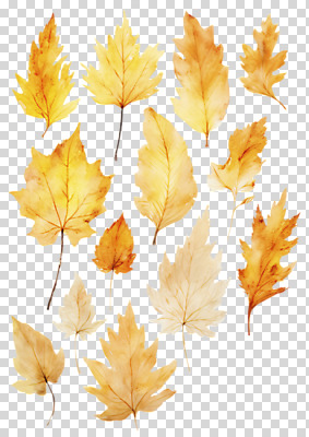 편집이미지 단풍 낙엽 수채화 누끼 사람없음 노란색 가을 그림 PNG 엘리먼트 편집소스 계절 컬러 잎 파일형식
