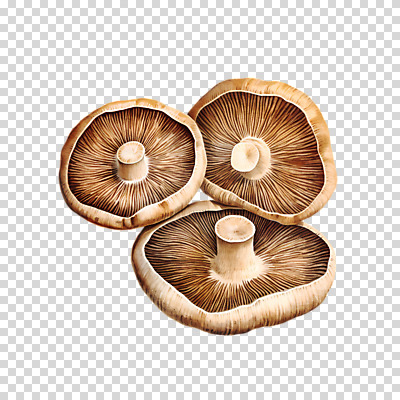 편집이미지 자연 수채화 누끼 사람없음 버섯 손그림 PNG 생태계 파일형식