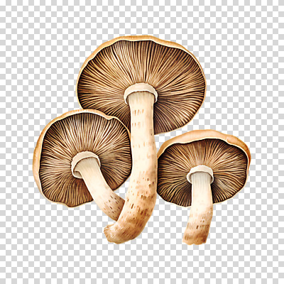 편집이미지 자연 수채화 누끼 사람없음 버섯 손그림 PNG 생태계 파일형식