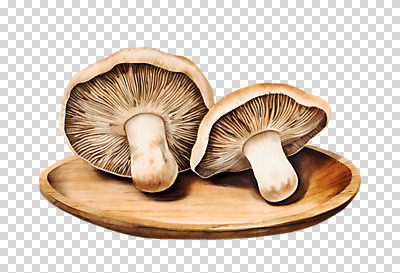 편집이미지 그릇 자연 수채화 누끼 사람없음 버섯 손그림 PNG 식기 생태계 파일형식