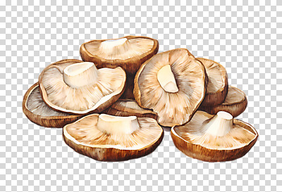 편집이미지 자연 수채화 누끼 사람없음 버섯 손그림 PNG 생태계 파일형식