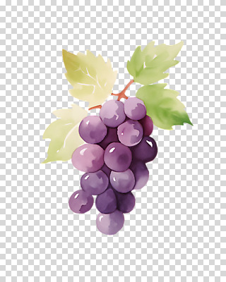 편집이미지 잎 포도 수채화 누끼 사람없음 여름 보라색 그림 PNG 편집소스 식물 계절 컬러 과일 파일형식