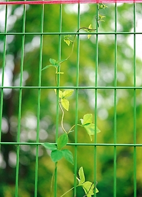 포토 JPG 주간 식물 잎 자연 나뭇잎 풍경 근접촬영 사람없음 야외 아웃포커스 초록색 노란색 덩굴 철조망 철망 국내포토 자연요소 뷰포인트 컬러 촬영기법 생태계 파일형식