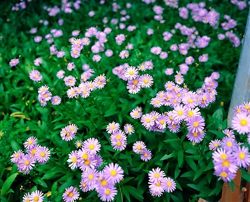 포토 JPG 주간 식물 사계절 계절 꽃 여러송이 꽃밭 자연 근접촬영 사람없음 야외 초록색 봄 들꽃 국내포토 자연요소 뷰포인트 컬러 다수 생태계 파일형식