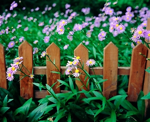 포토 JPG 주간 식물 사계절 계절 꽃 여러송이 꽃밭 자연 사람없음 야외 초록색 울타리 보라색 봄 들꽃 국내포토 자연요소 컬러 다수 담장 생태계 파일형식