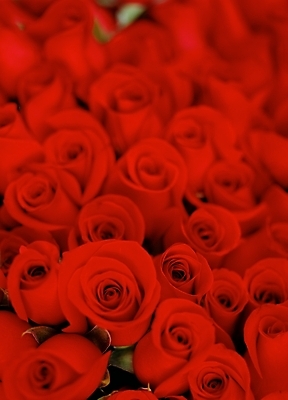 포토 JPG 주간 식물 꽃 여러송이 백그라운드 여름꽃 자연 근접촬영 사람없음 야외 빨간색 장미 국내포토 자연요소 뷰포인트 컬러 다수 생태계 파일형식 여름_계절