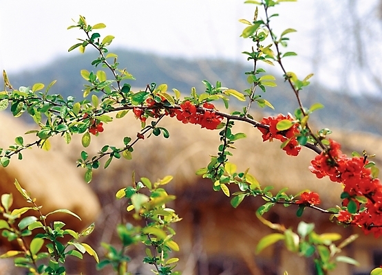 포토 JPG 주간 나무 식물 사계절 계절 꽃 자연 꽃나무 근접촬영 사람없음 야외 아웃포커스 빨간색 초록색 봄 진홍색 국내포토 자연요소 뷰포인트 컬러 촬영기법 생태계 파일형식