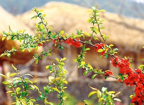 포토 JPG 주간 나무 식물 사계절 계절 꽃 자연 꽃나무 근접촬영 사람없음 야외 아웃포커스 빨간색 초록색 봄 진홍색 국내포토 자연요소 뷰포인트 컬러 촬영기법 생태계 파일형식
