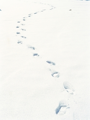 포토 JPG 주간 사계절 계절 길 설경 겨울 자연 풍경 사람없음 야외 발자국 흔적 국내포토 자연요소 자국 생태계 파일형식
